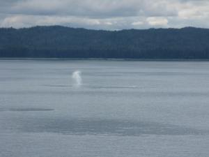 Whale spray